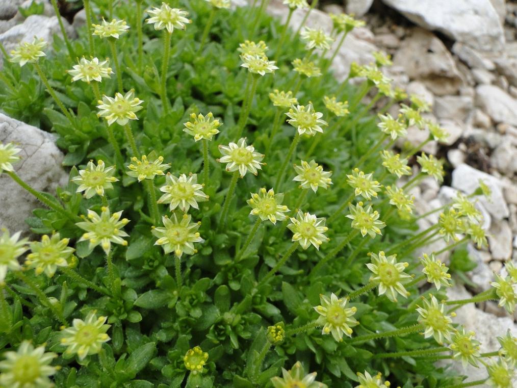 Saxifraga sedoides / Sassifraga setolosa